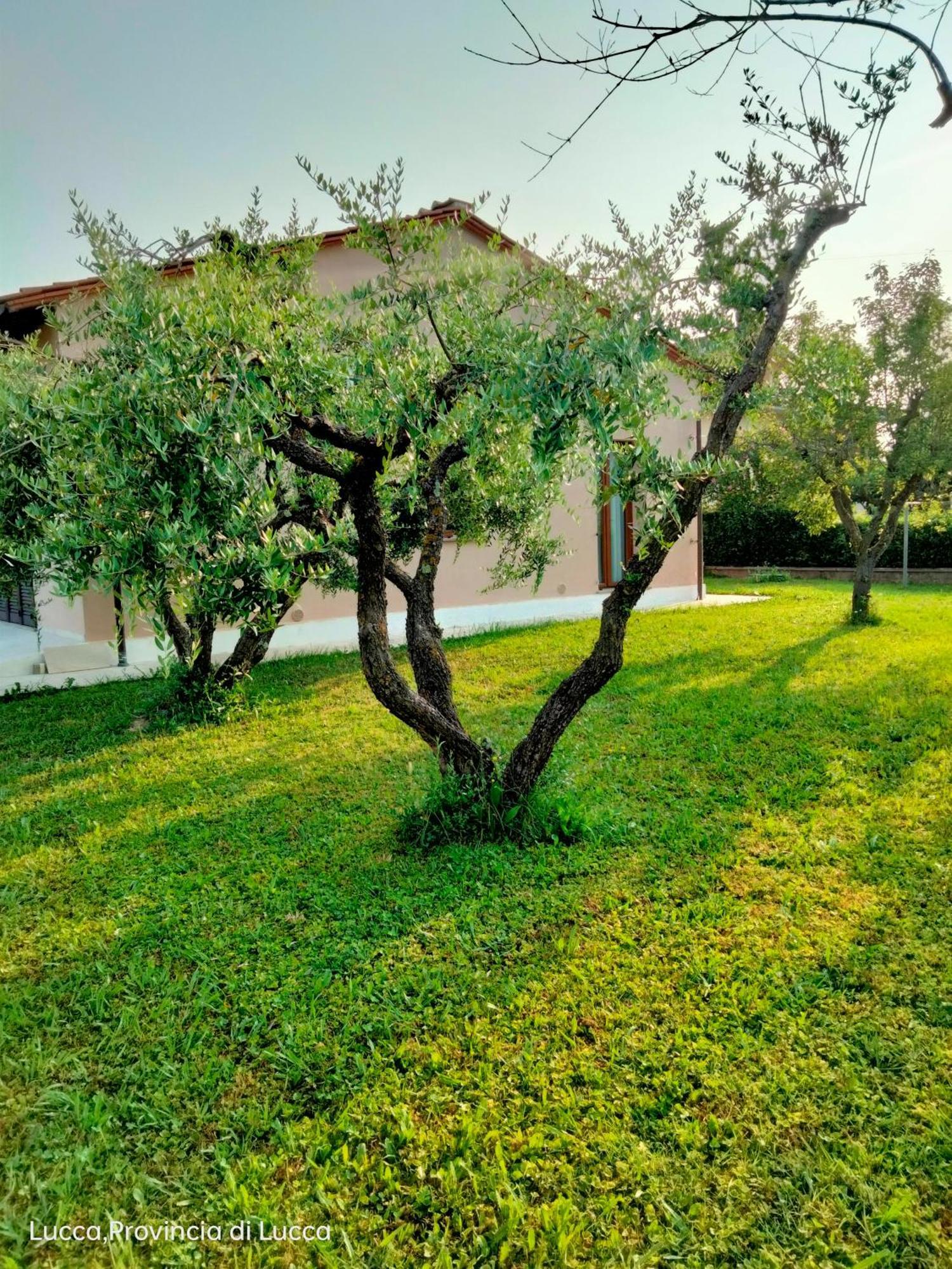 Ferienwohnung Il Melograno Lucca Exterior foto